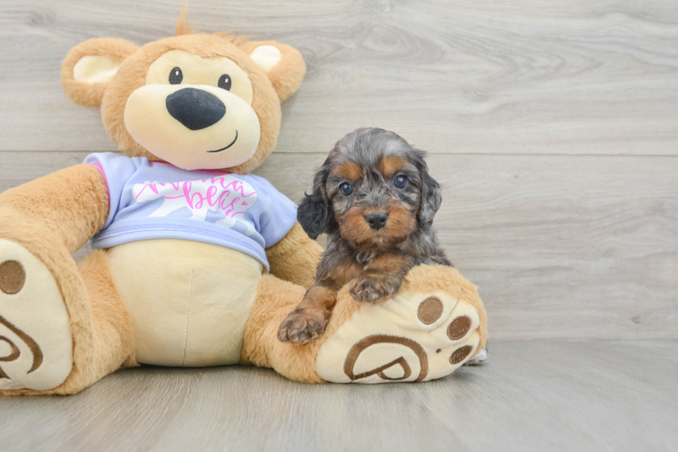 Best Cavapoo Baby
