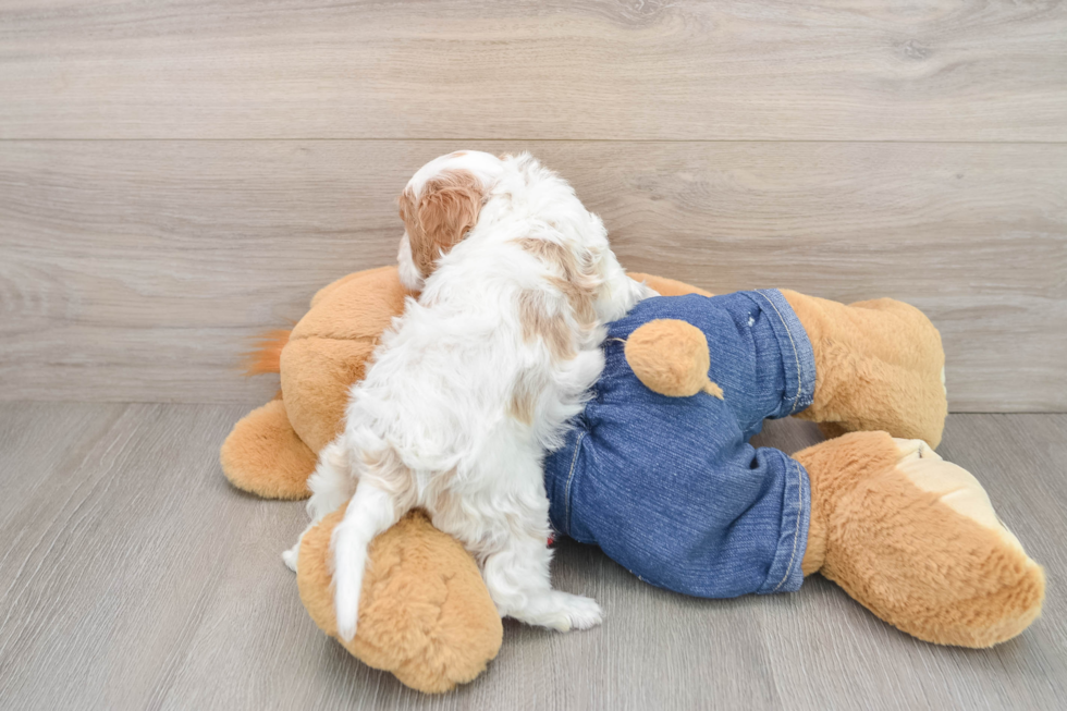 Popular Cavapoo Poodle Mix Pup