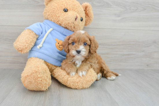 Cute Cavapoo Baby