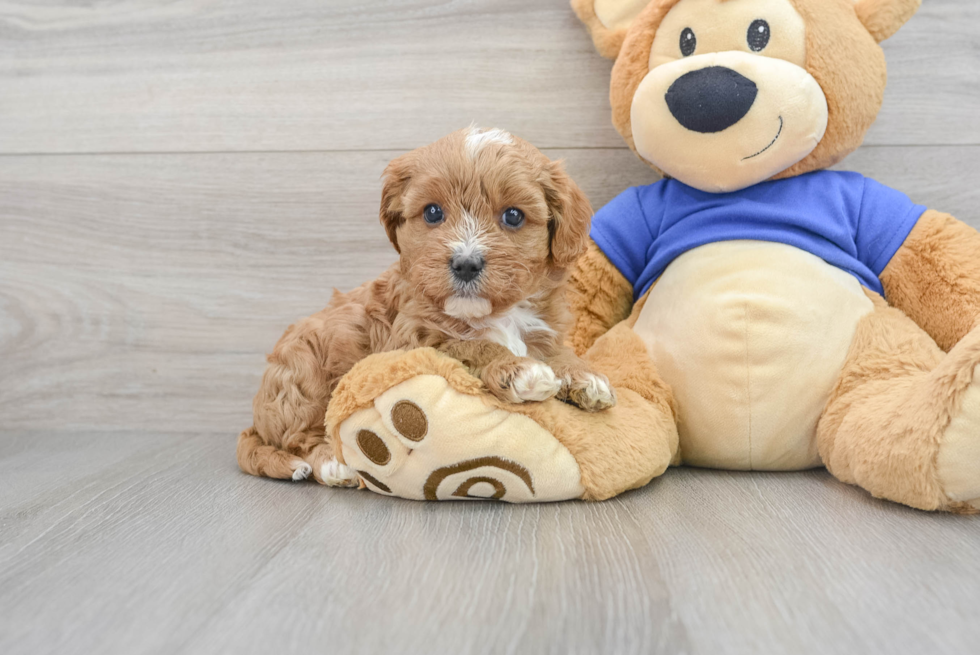 Cavapoo Pup Being Cute