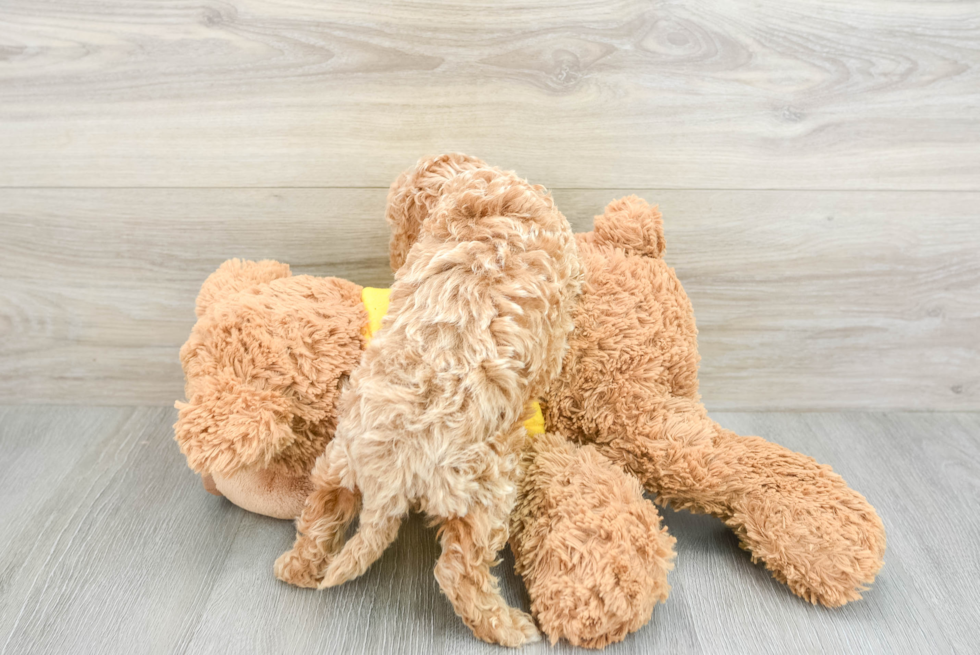 Cavapoo Puppy for Adoption