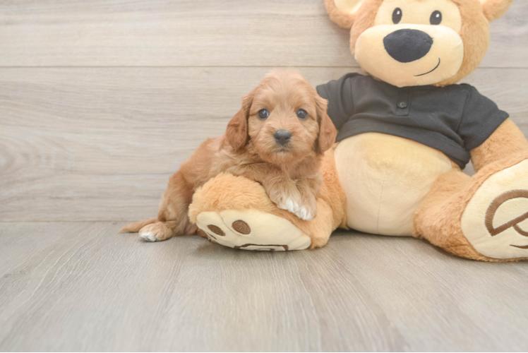 Best Cavapoo Baby