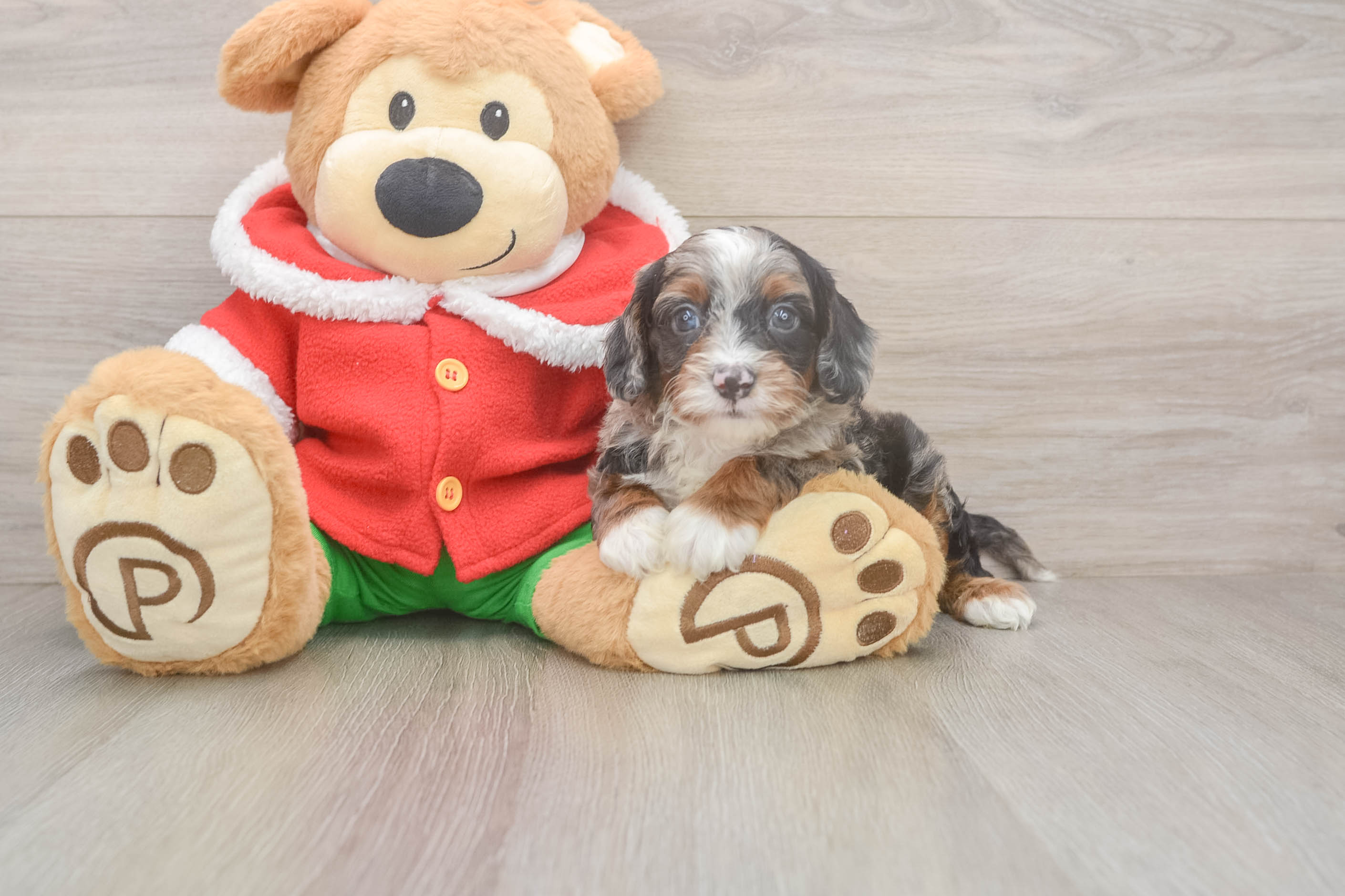 Cavapoo Pup Being Cute