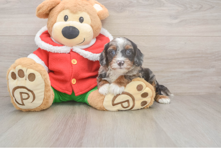 Cavapoo Pup Being Cute