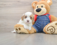 8 week old Cavapoo Puppy For Sale - Premier Pups