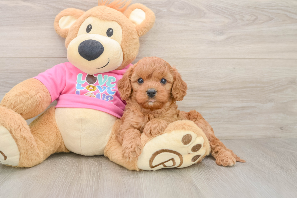 Best Cavapoo Baby