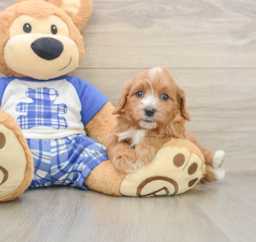 8 week old Cavapoo Puppy For Sale - Premier Pups