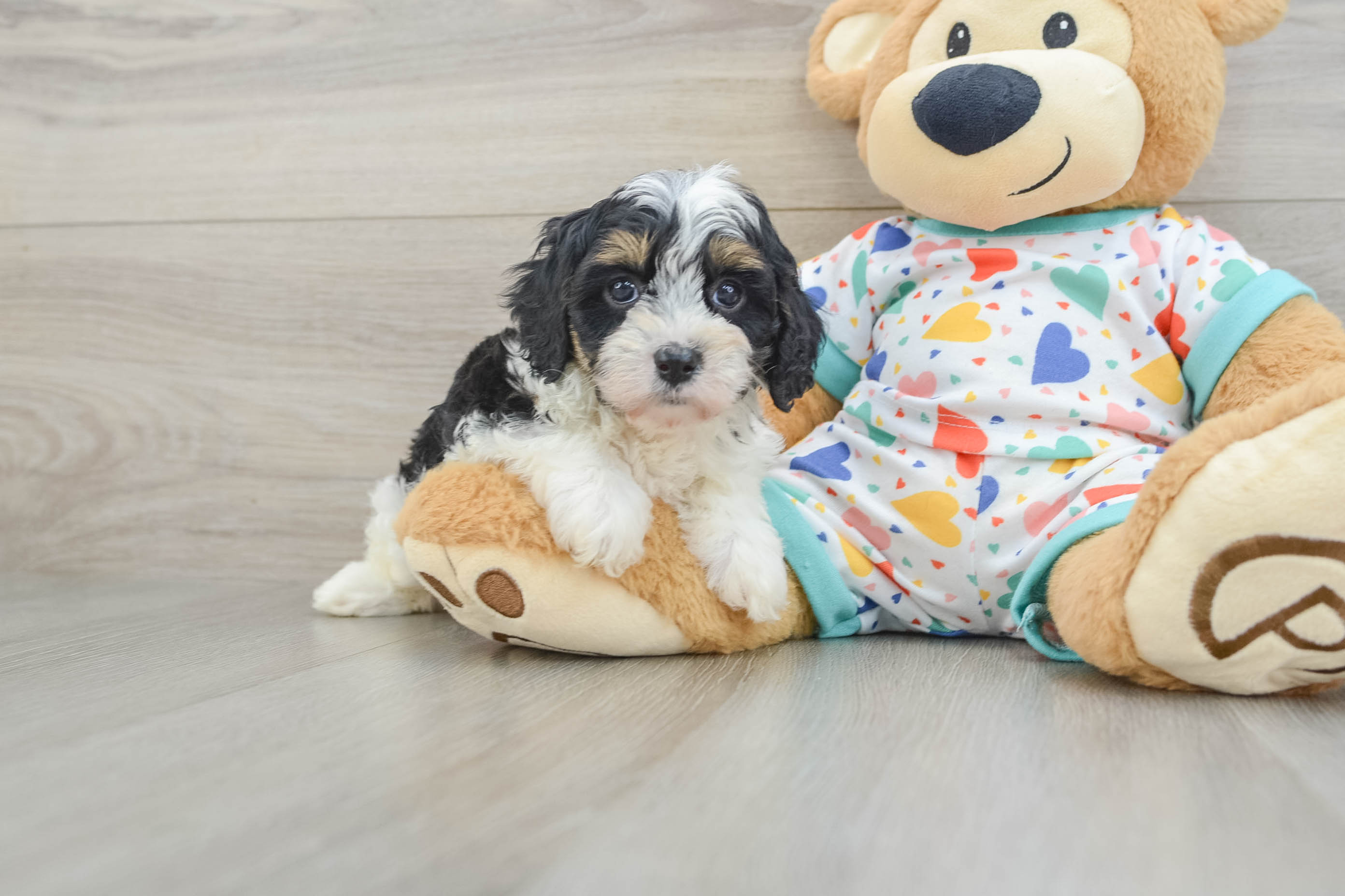 Cavapoo Pup Being Cute