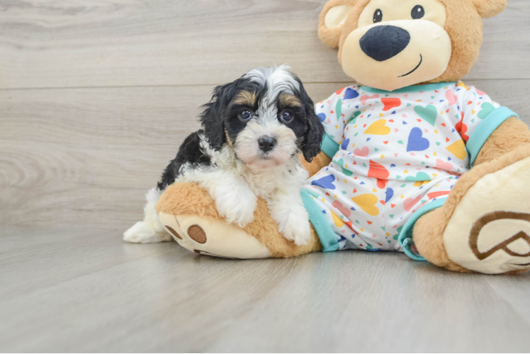 Cavapoo Pup Being Cute