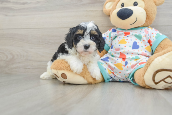 Cavapoo Pup Being Cute