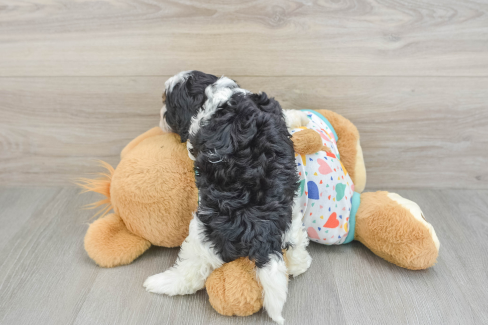 Petite Cavapoo Poodle Mix Pup