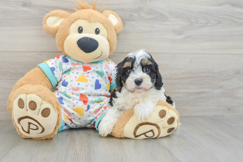 Cavapoo Puppy for Adoption