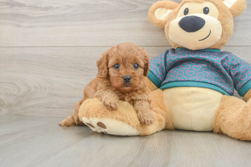 Best Cavapoo Baby