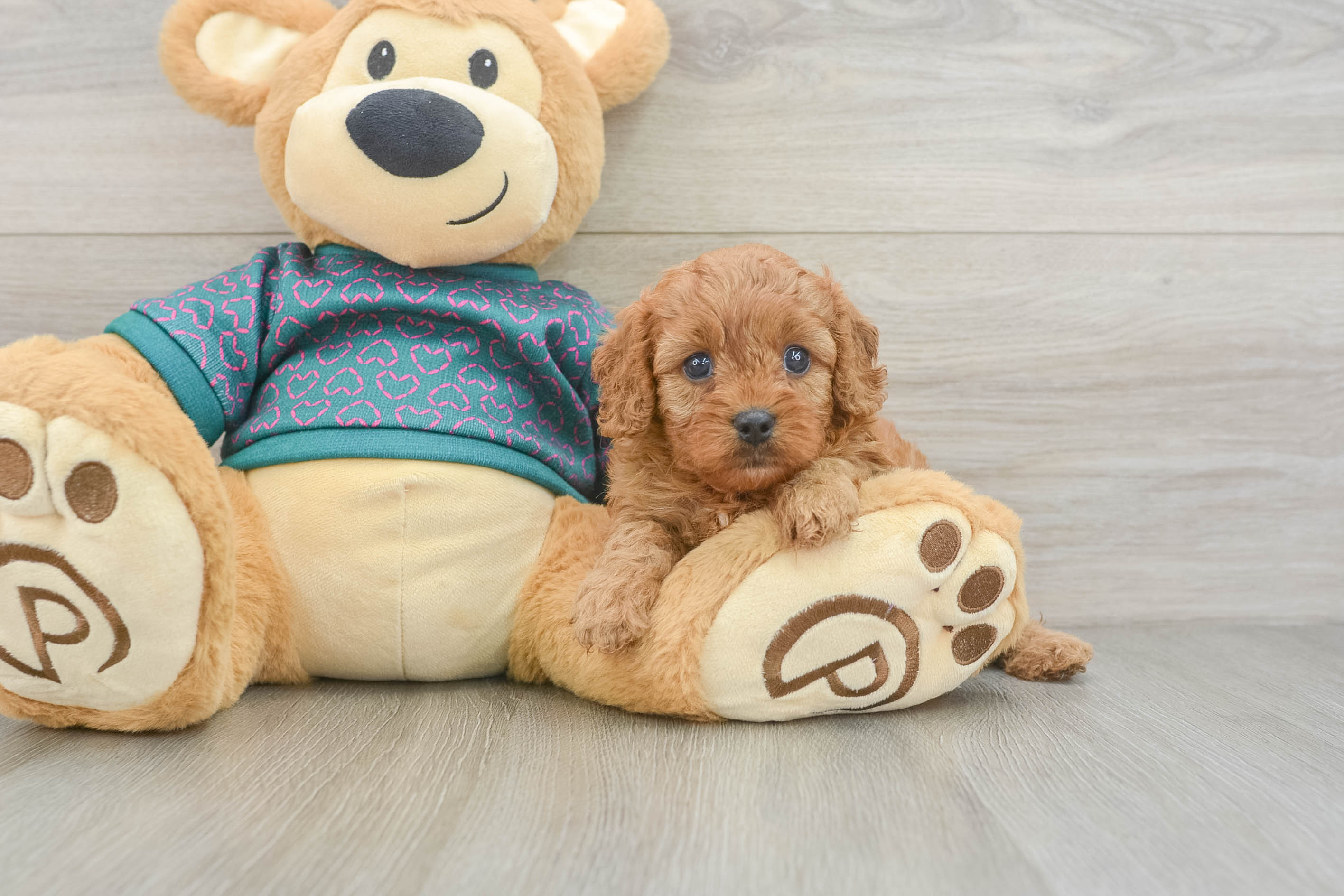 Sweet Cavapoo Baby