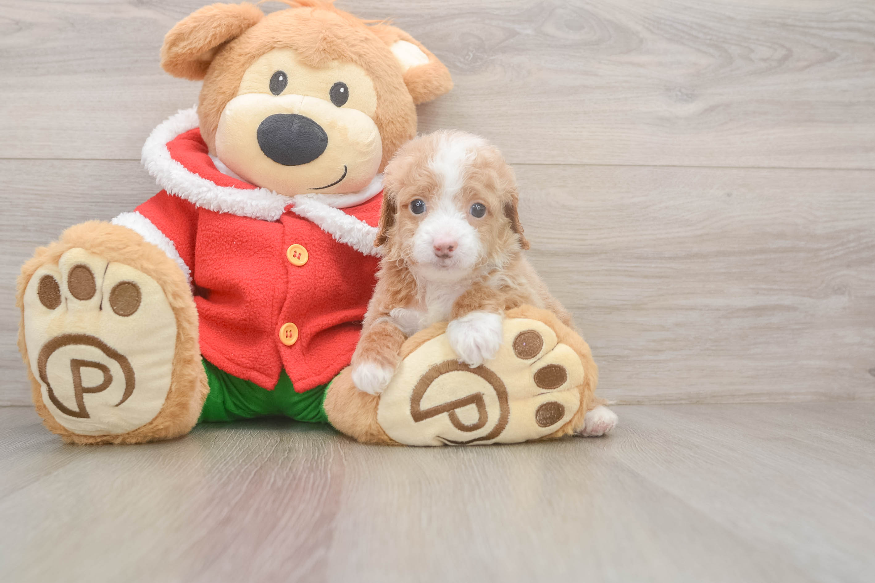 Hypoallergenic Cavadoodle Poodle Mix Puppy