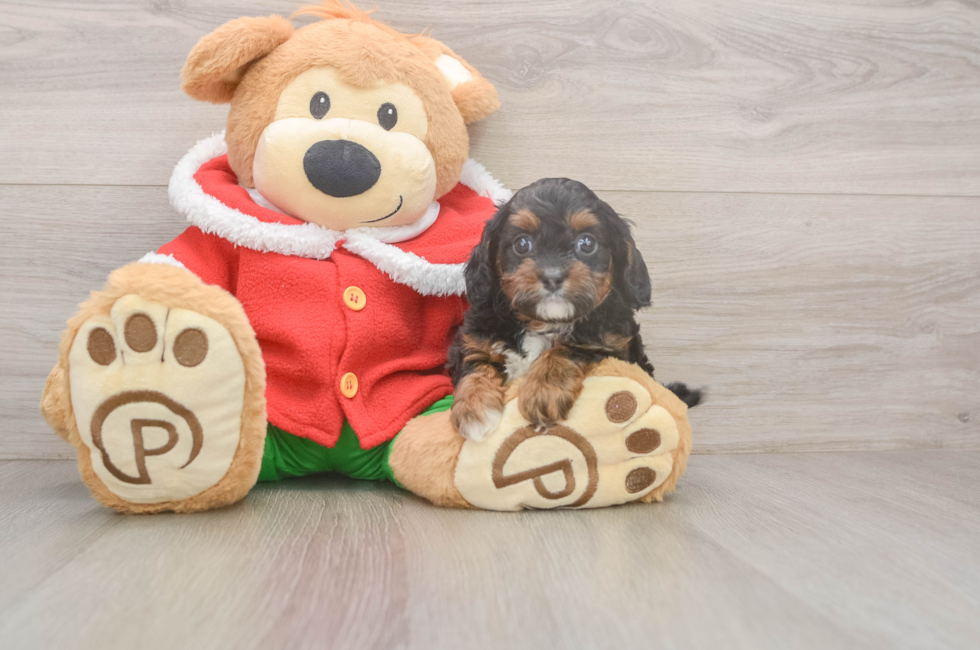 6 week old Cavapoo Puppy For Sale - Premier Pups