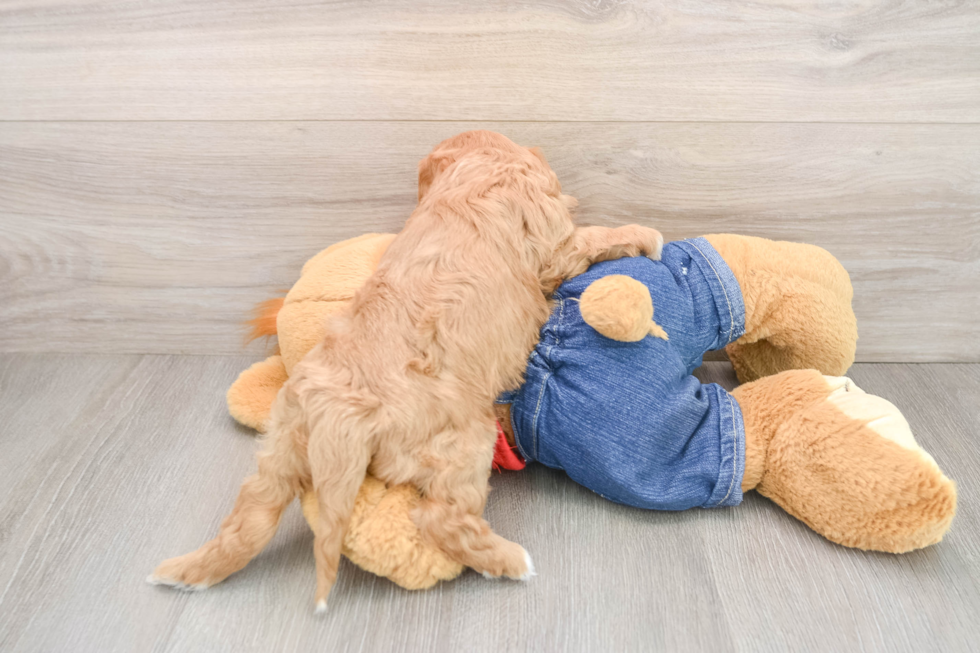 Cavapoo Puppy for Adoption