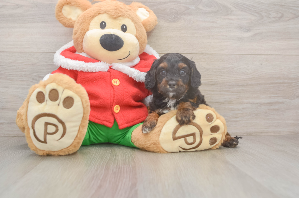 6 week old Cavapoo Puppy For Sale - Premier Pups