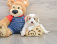 8 week old Cavapoo Puppy For Sale - Premier Pups