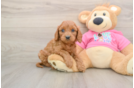 Petite Cavapoo Poodle Mix Pup