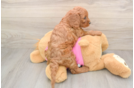 Best Cavapoo Baby