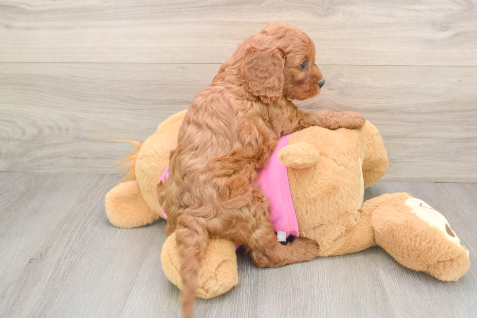 Best Cavapoo Baby