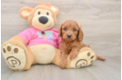 Adorable Cavalier King Charles Spaniel and Poodle Mix Poodle Mix Puppy