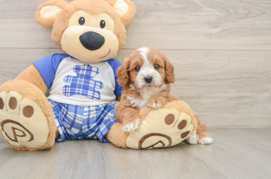 Cavapoo Puppy for Adoption