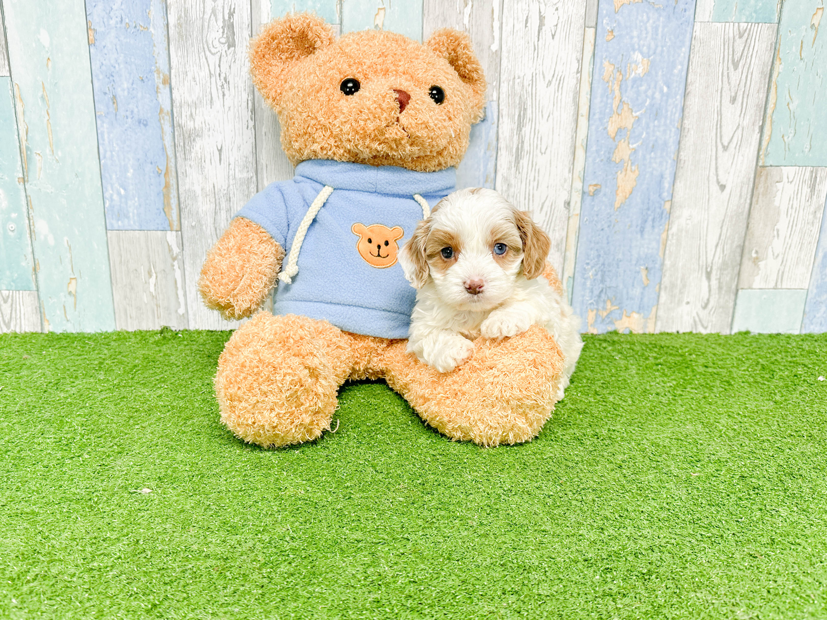 Friendly Cavapoo Baby