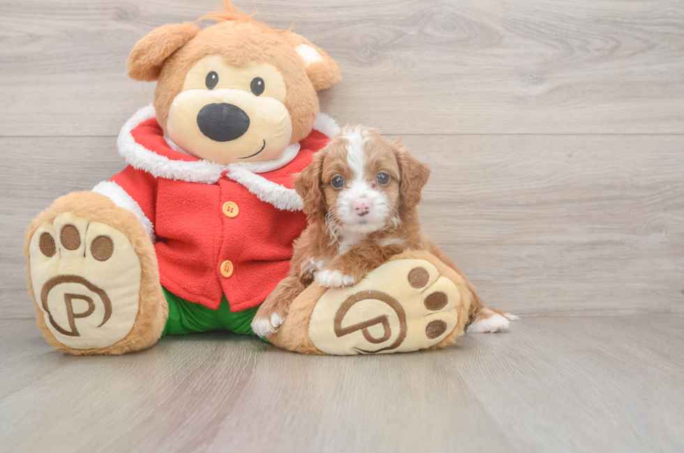 6 week old Cavapoo Puppy For Sale - Premier Pups