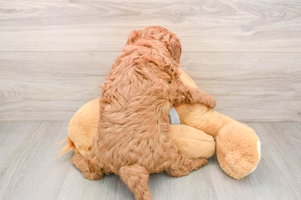 Cavapoo Pup Being Cute