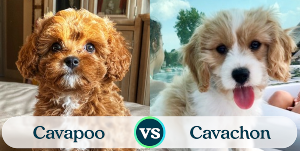 Cavapoo vs Cavachon - The Right Pooch For You - Premier Pups