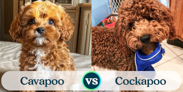 Cavapoo vs Cockapoo - Popularity Contest - Premier Pups