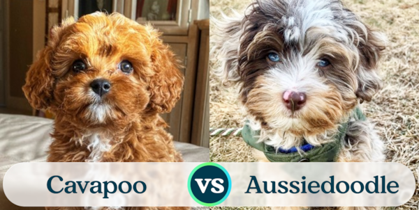 Cavapoo vs Mini Aussiedoodle - Complete guide - Premier Pups