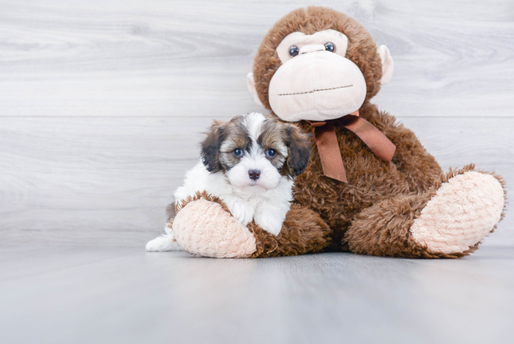 Happy Cavapoo Baby