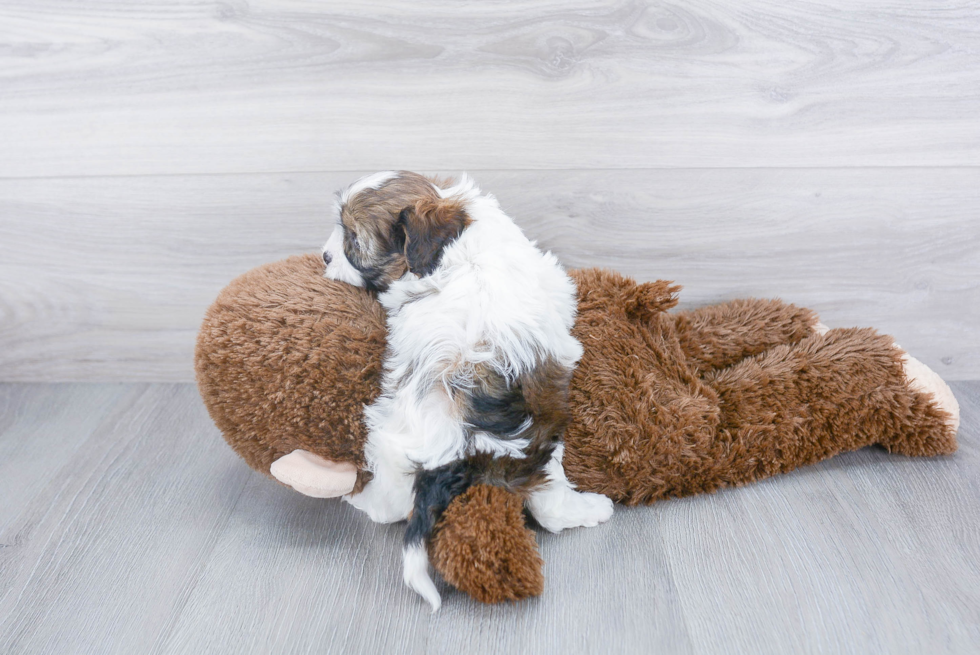 Cavapoo Puppy for Adoption