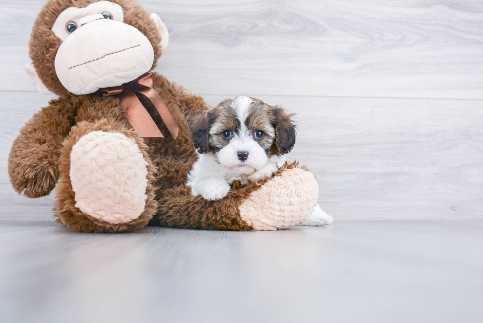 Cavapoo Puppy for Adoption