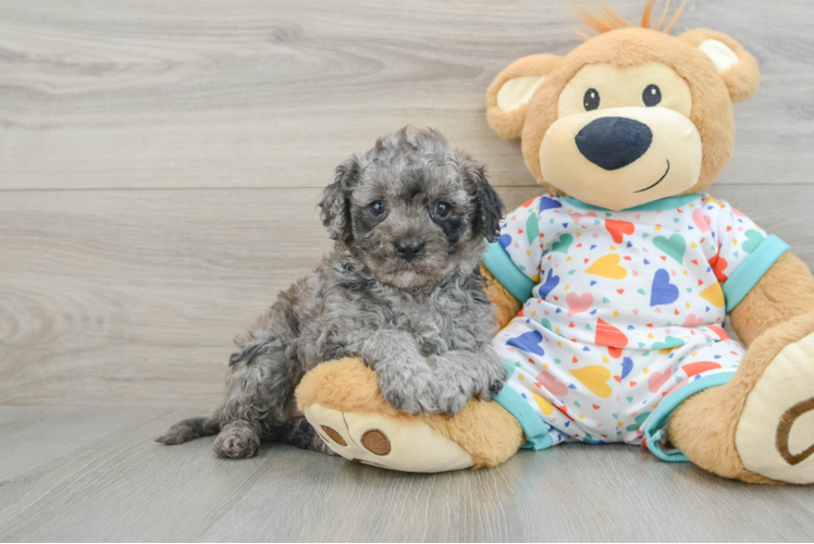 Playful Cavapoodle Poodle Mix Puppy