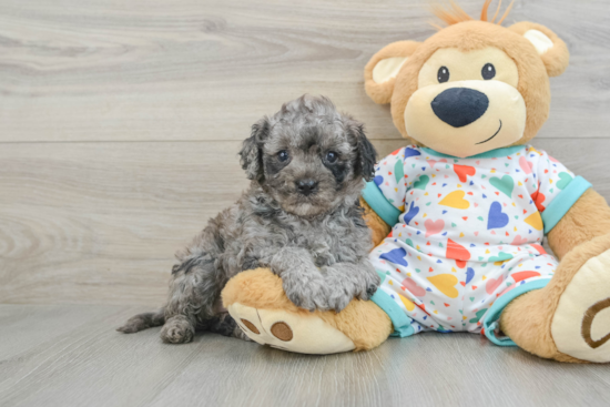 Playful Cavapoodle Poodle Mix Puppy