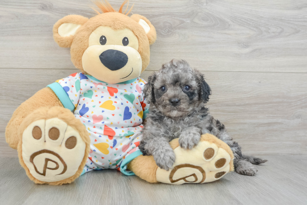 Cavapoo Puppy for Adoption