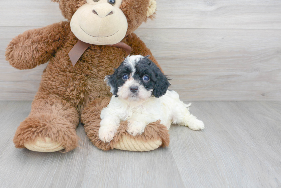 Happy Cavapoo Baby