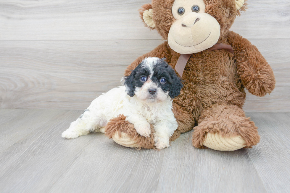 Friendly Cavapoo Baby