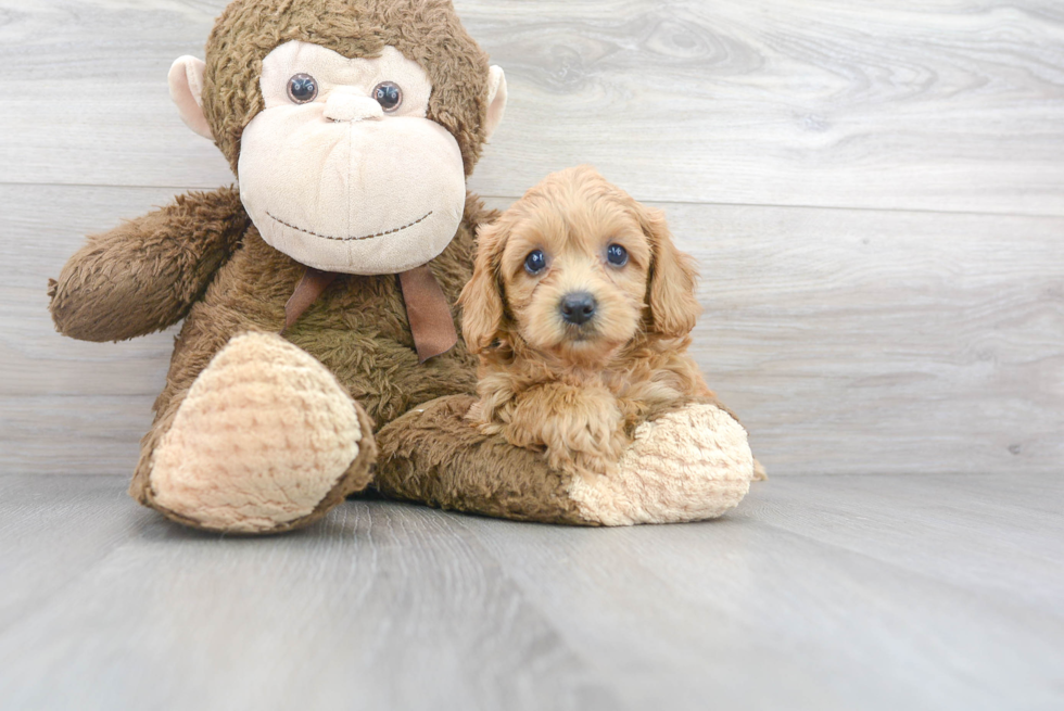 Cavapoo Pup Being Cute