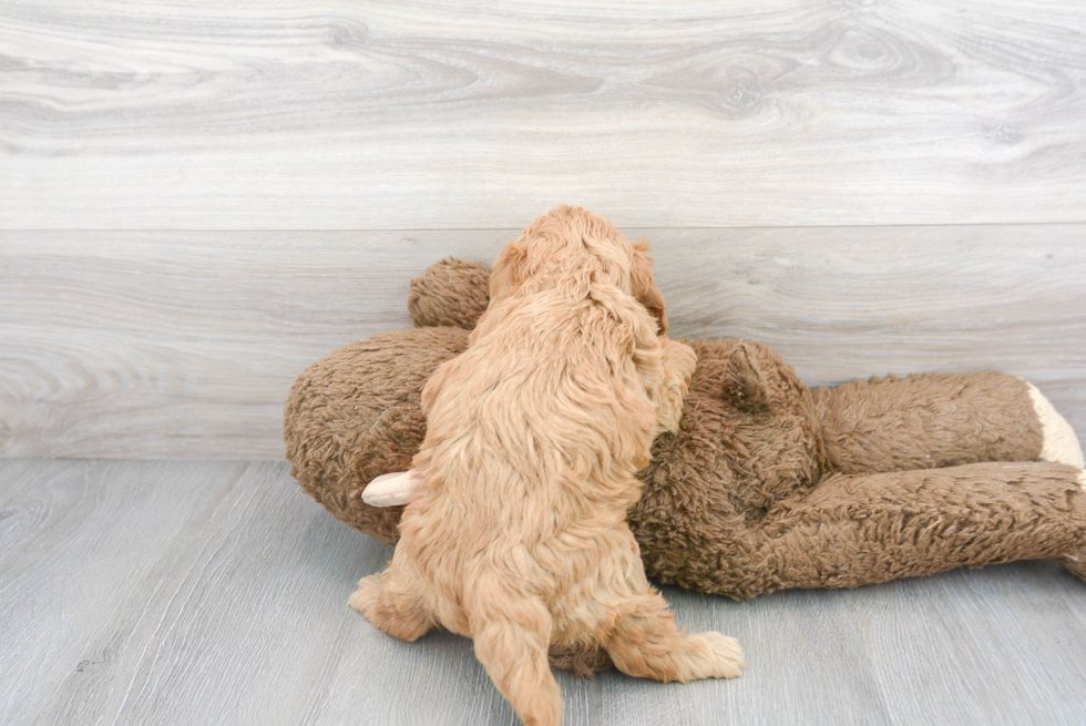 Friendly Cavapoo Baby