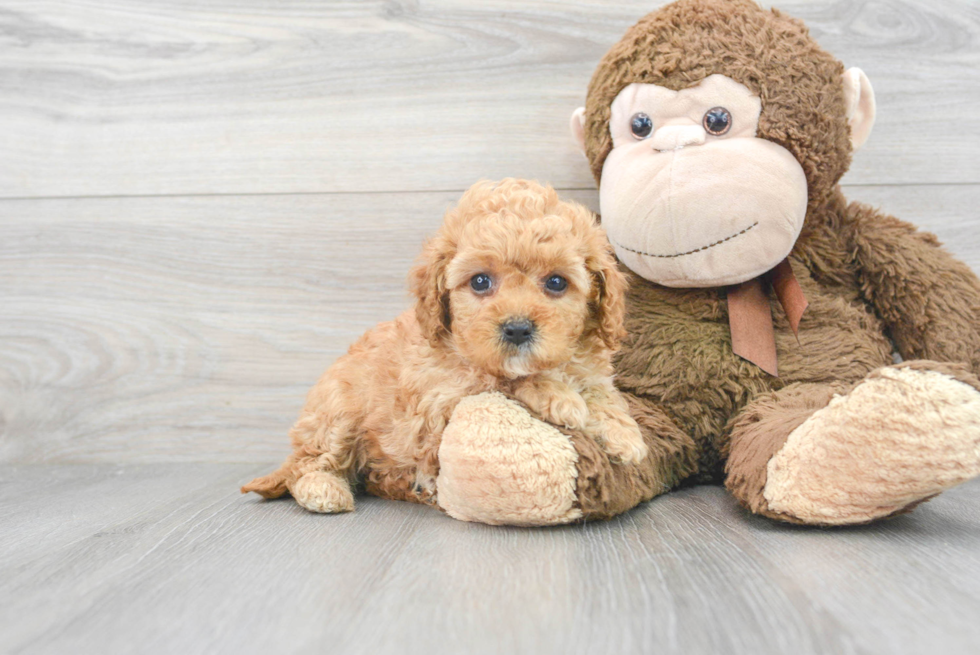 Best Cavapoo Baby