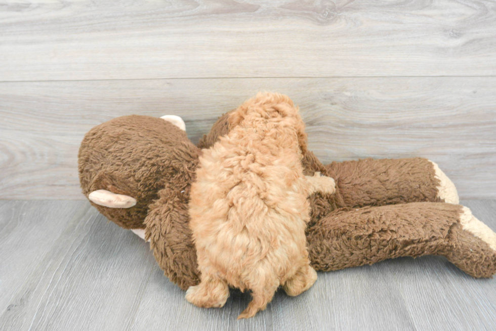 Cavapoo Pup Being Cute