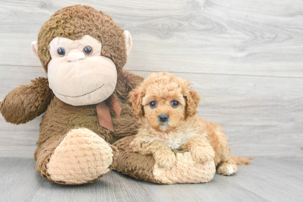 Adorable Cavoodle Poodle Mix Puppy