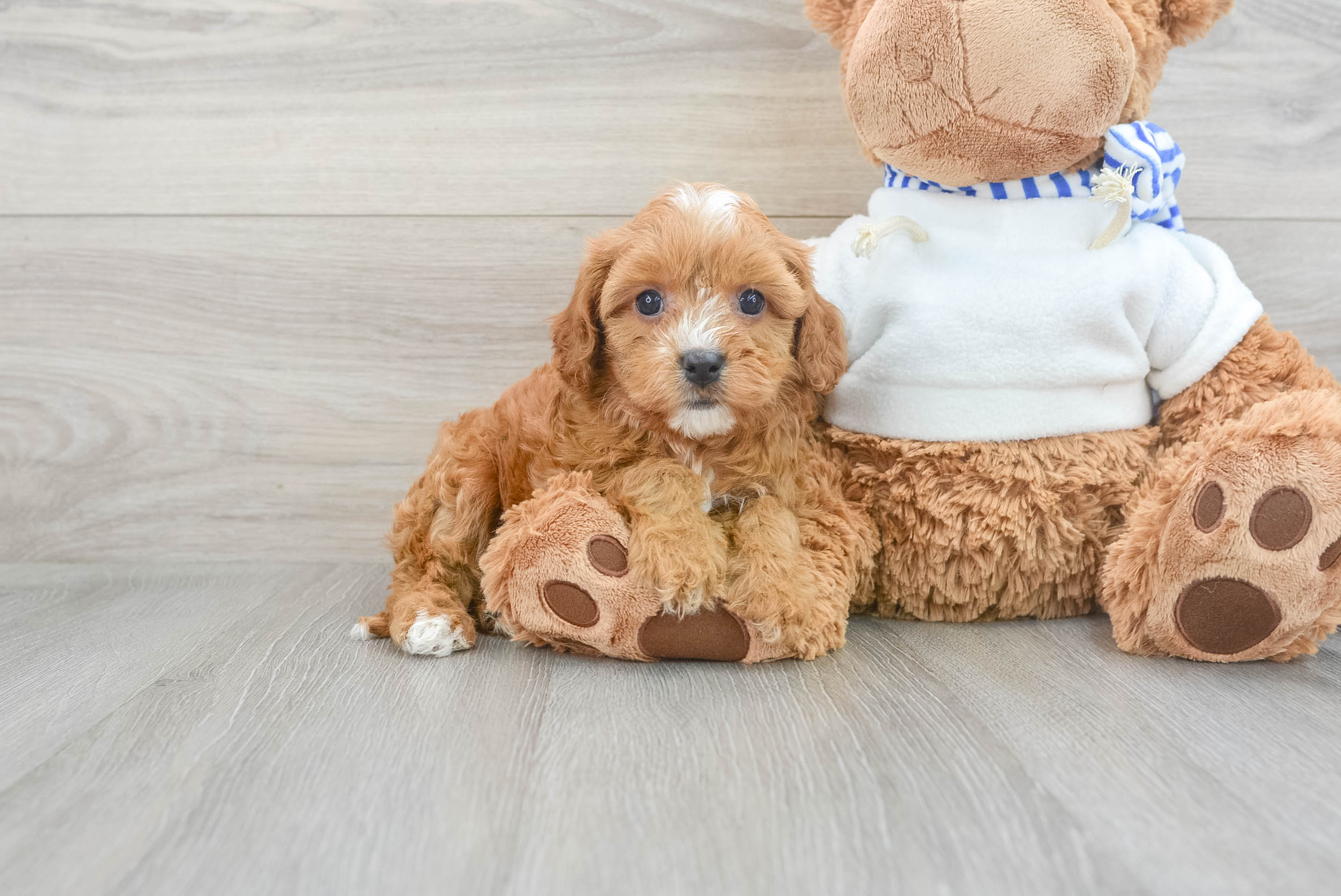Cute Cavapoo Baby