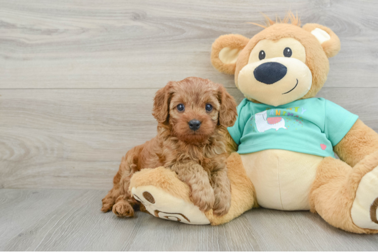 Cavapoo Puppy for Adoption