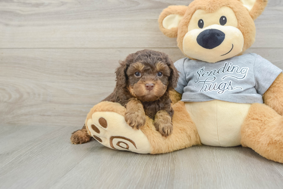 Little Cavipoo Poodle Mix Puppy